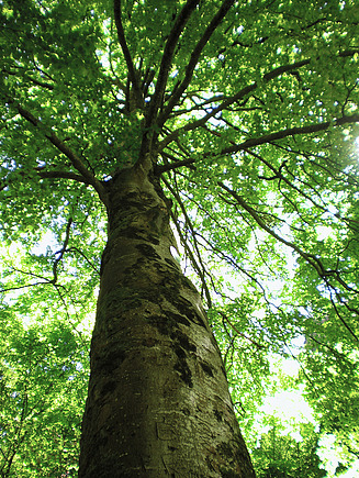outdoor-Baum grün 